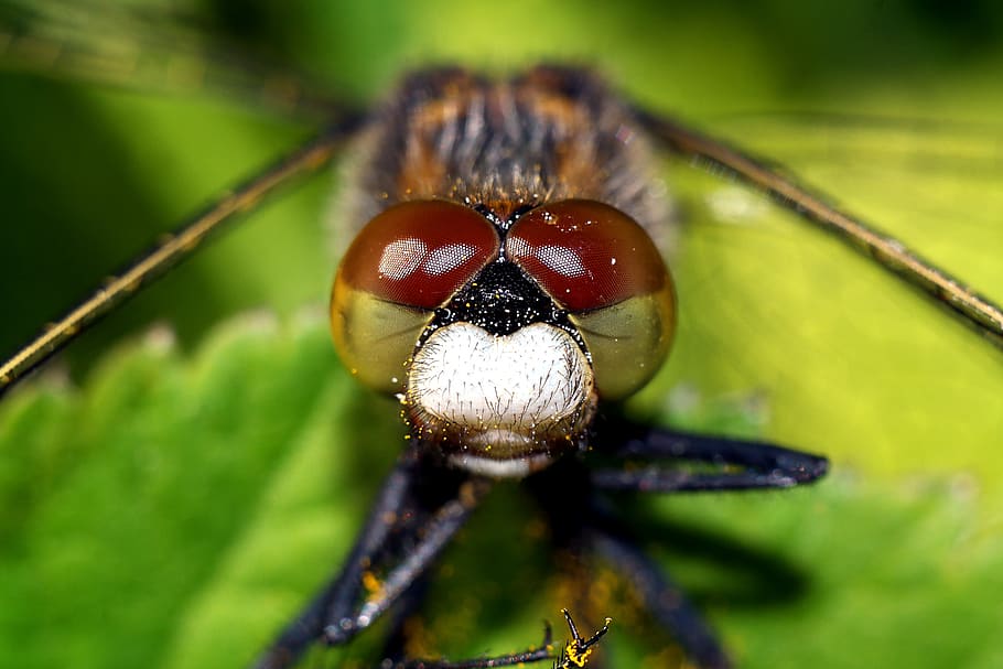 insect, macro, dragonflies, nature, closeup, invertebrate, animals in the wild HD wallpaper
