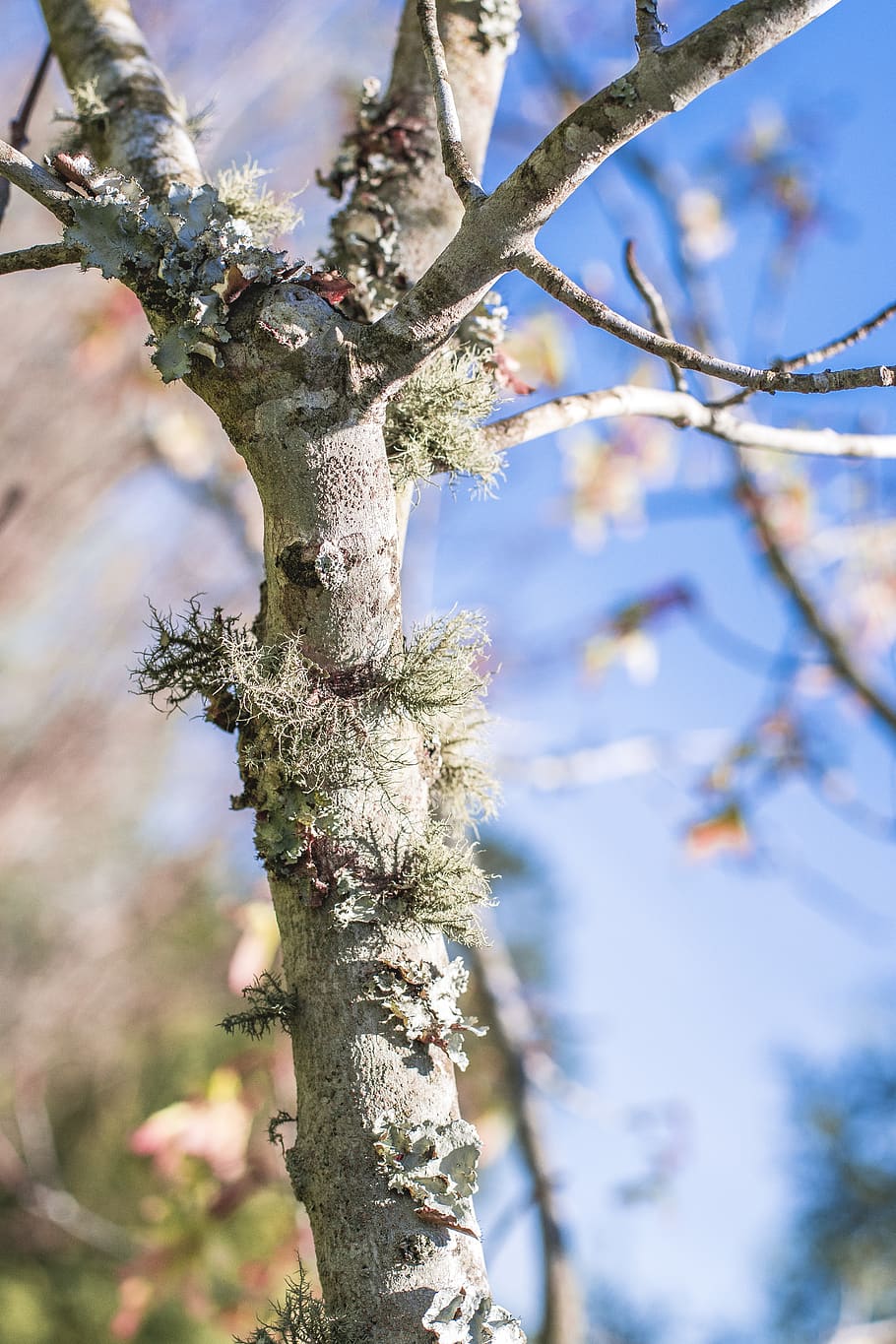 close-up photography of bare tree, plant, tree trunk, blossom