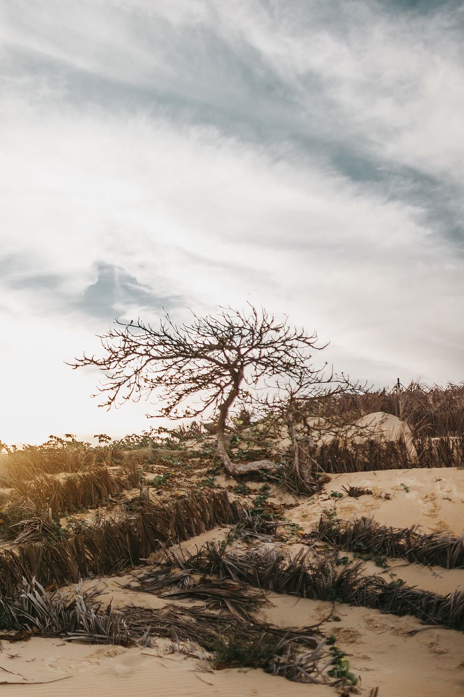 leafless tree on sand, sky, cloud - sky, plant, tranquility, tranquil scene HD wallpaper
