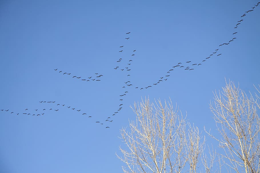 key, birds, spring, arrived, sky, wedge, flights, nature, blue, HD wallpaper