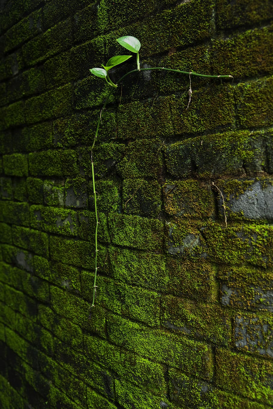 green, moss, plant, green color, brick wall, wall - building feature, HD wallpaper