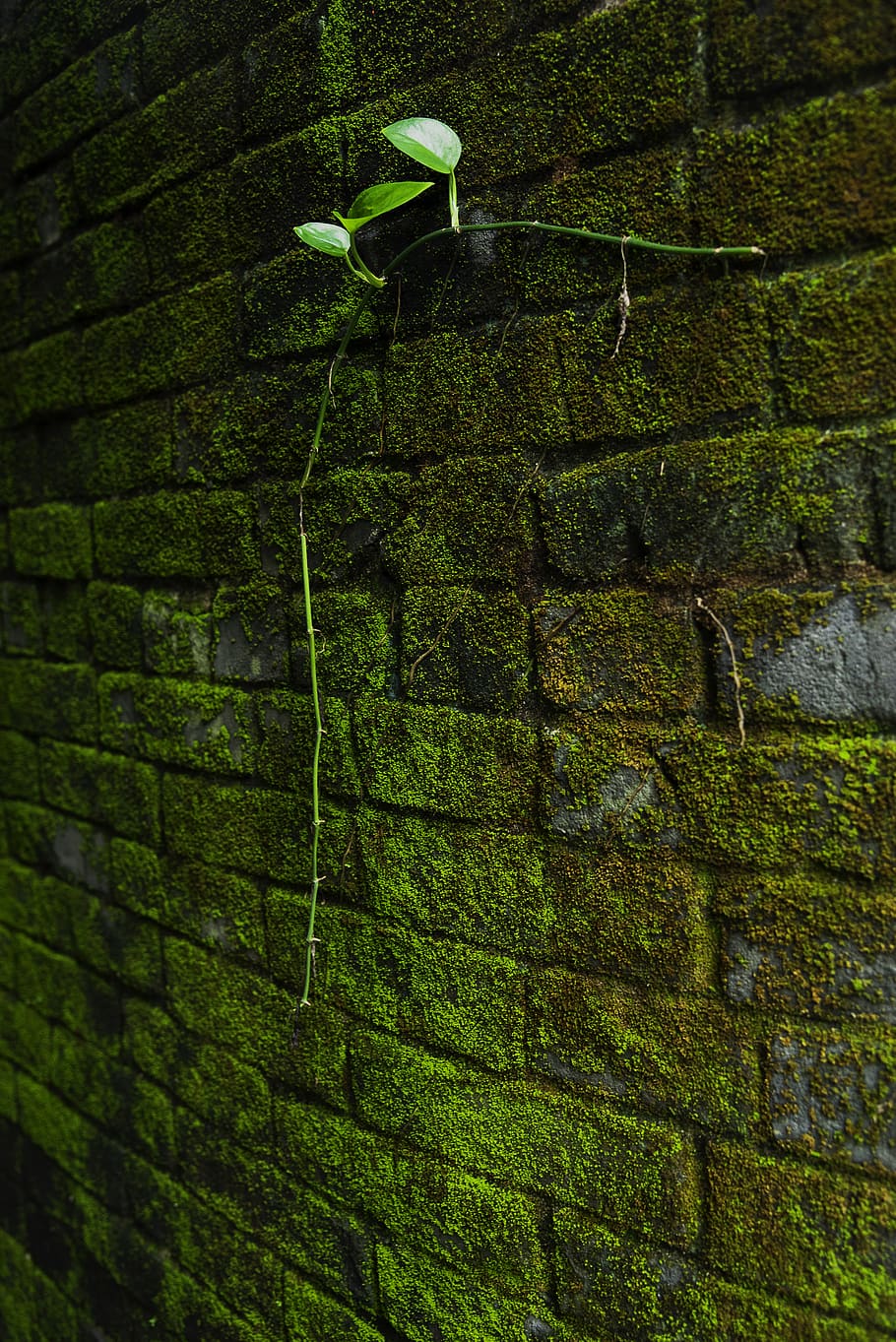 green, moss, plant, green color, brick wall, wall - building feature HD wallpaper