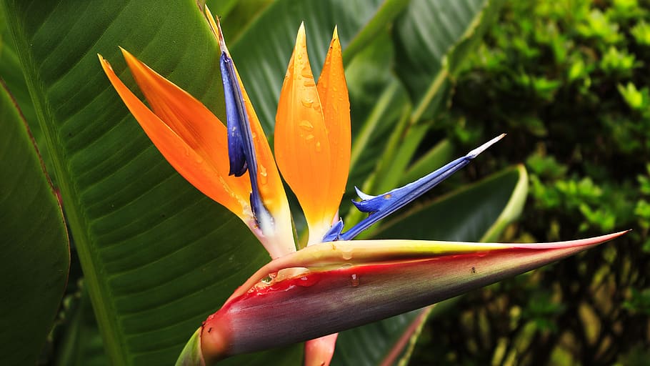 strelitzia, tailed, exotic, flower, drops of water, rain, plant