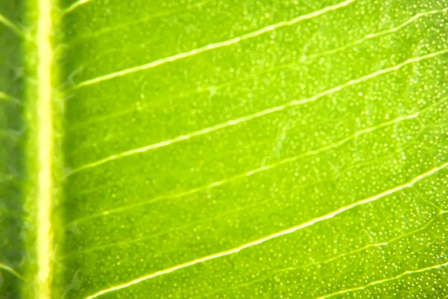 background, botany, flora, floral, flores, foliage, green, growing HD wallpaper