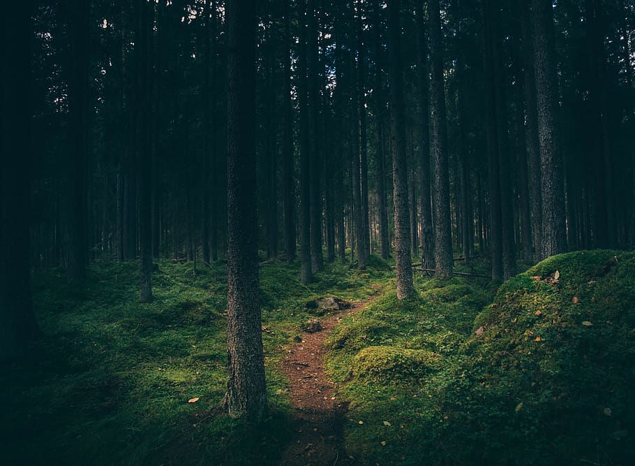 plants, trees, forest, pine, trunk, leaves, green, sky, clouds HD wallpaper
