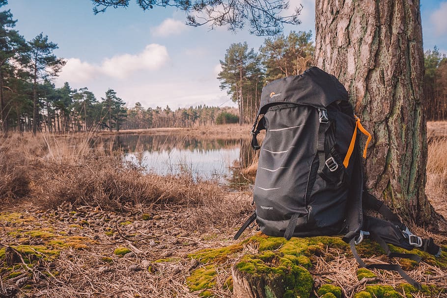 HD wallpaper: nature, tree, outdoors, fall, wood, bag, backpack