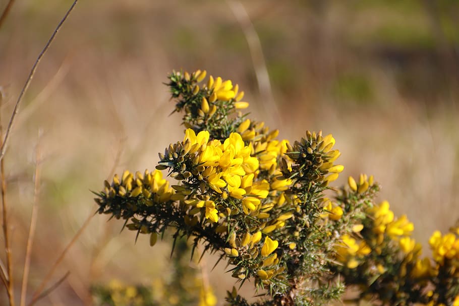 flower, bush, spring, nature, yellow, plant, flowering plant HD wallpaper