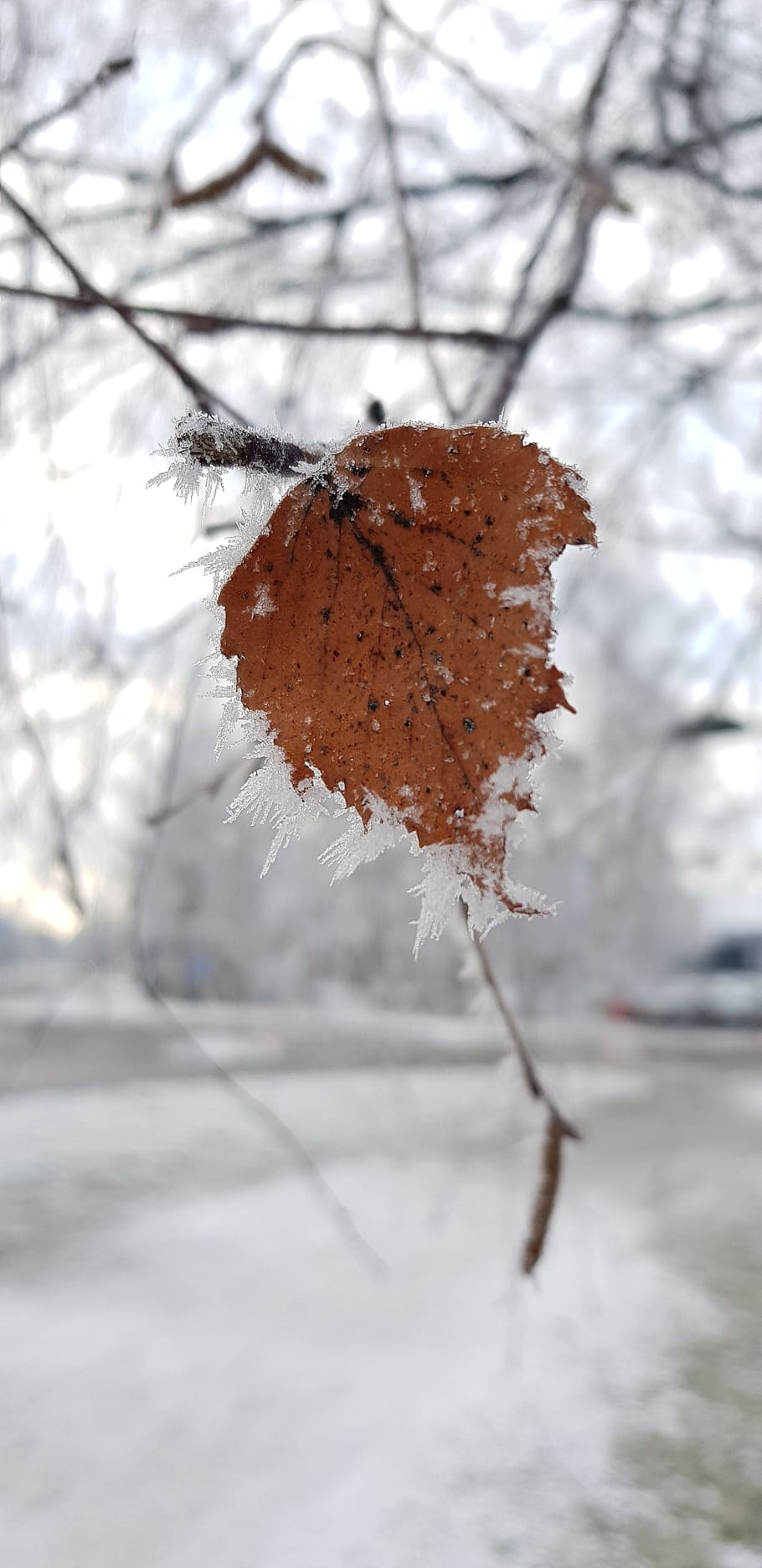 leaf, frost, winter, snow, cold temperature, plant, nature HD wallpaper
