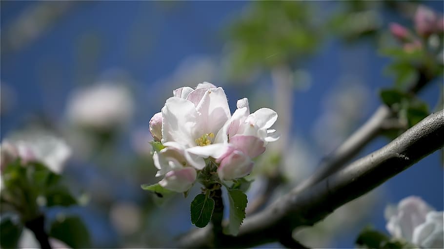 spring, flowers, nature, blossom, bloom, bee, flowering plant HD wallpaper
