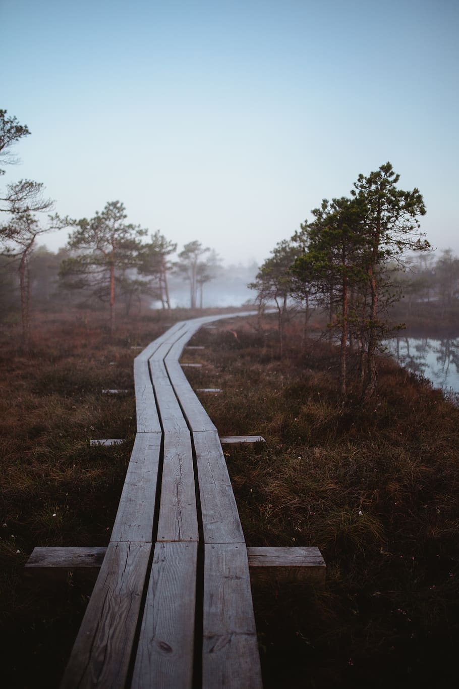 plant, tree, sky, nature, no people, day, wood - material, tranquility HD wallpaper