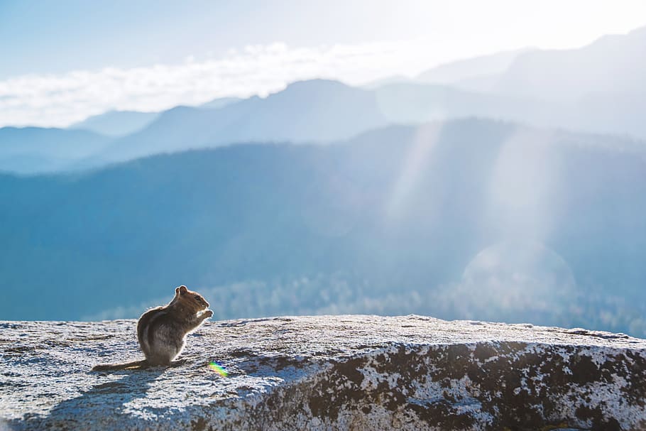 brown chipmunk on grey rock, mountain, animal themes, one animal HD wallpaper