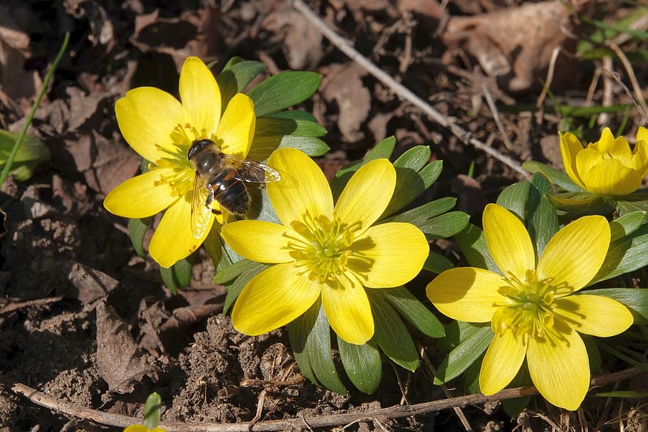 winterling, bee, close up, insect, yellow, blossom, bloom, flower HD wallpaper