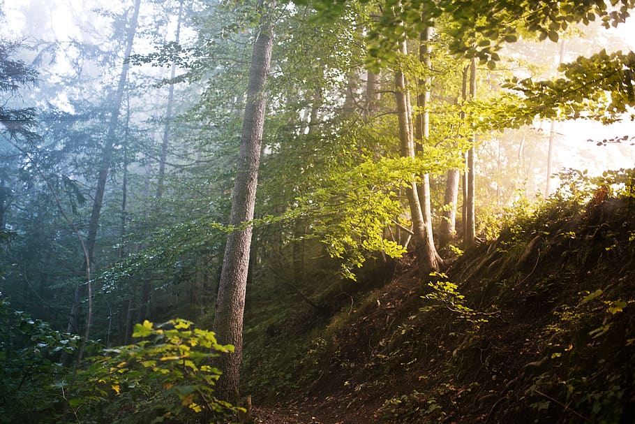 forest, trees, mist, light shaft, god rays, moring, sunrise HD wallpaper