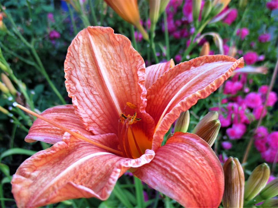 macro, flower, lily, spring, nature, plant, flora, beautiful HD wallpaper