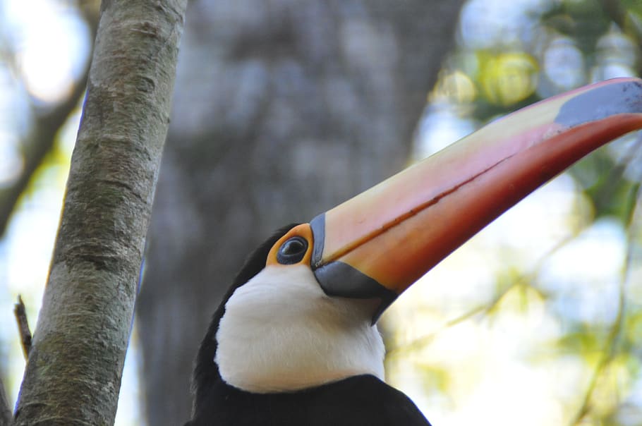 bird, toucan, animal, animal themes, one animal, animal wildlife HD wallpaper
