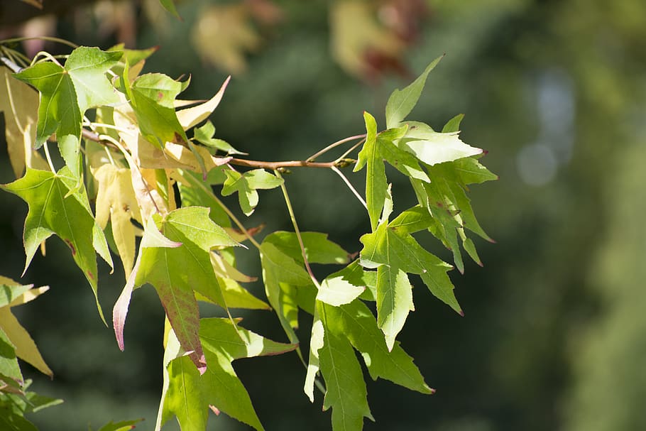 spain, pamplona, tree, branches, quiet, focus, green, verde HD wallpaper