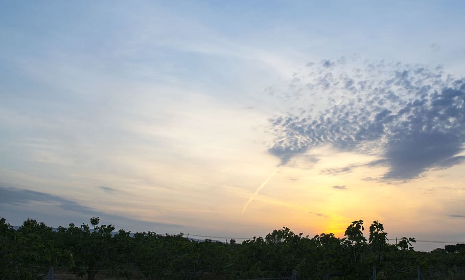 sky, sun, background, wallpaper, clouds, cloud - sky, tree HD wallpaper