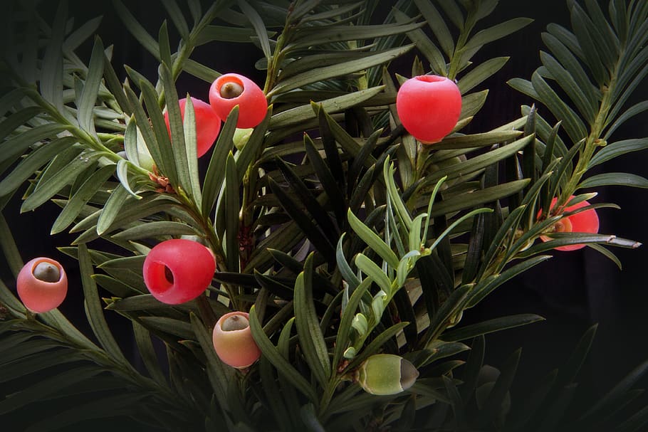 Red Fruit on Green Plants, bush, conifer, periwinkle, taxaceae HD wallpaper