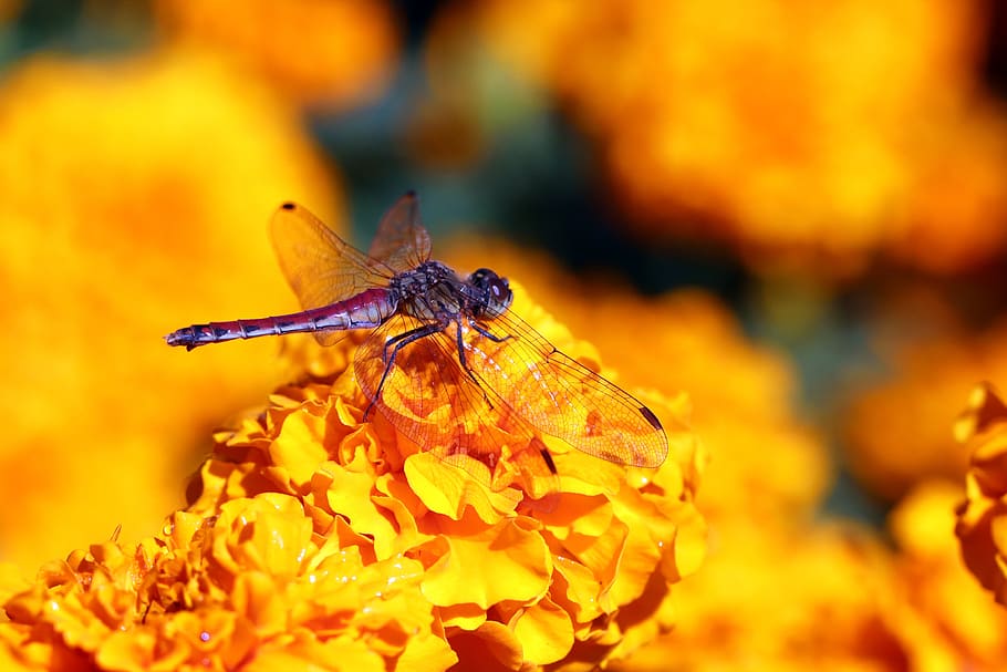 dragonfly, red dragonfly, flowers, break, nature, wing, close HD wallpaper