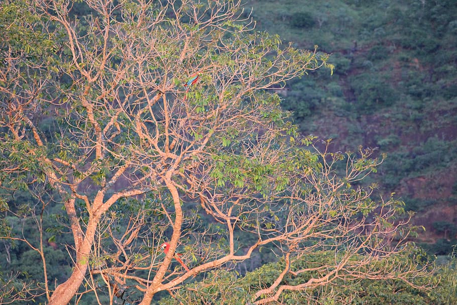macaws, tree, nature, sunset, red macaws, outdoor, summer, plant HD wallpaper