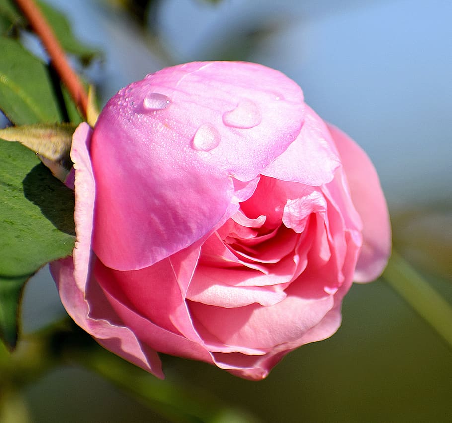 rose, flower, dew drops, bloom, pink, romance, blossom, nature HD wallpaper