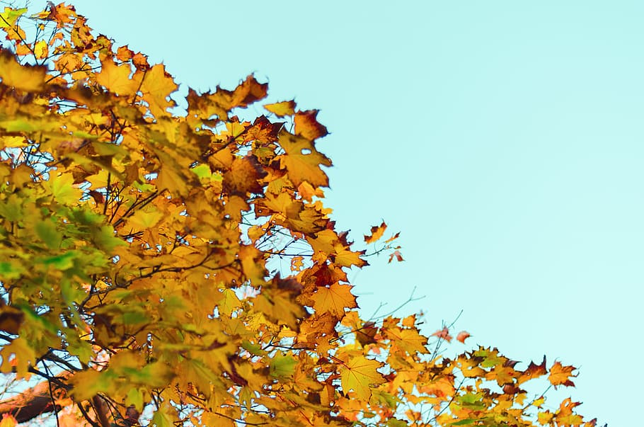 boston, united states, summer, fall, trees, minimal, sky, leaves HD wallpaper