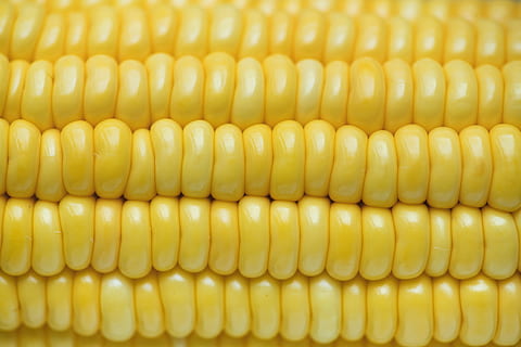 Close-up Photo Of Corn, cob, corncob, delicious, food, sweetcorn HD wallpaper
