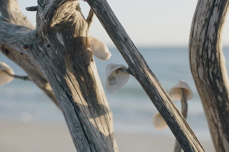 Tree Branch With Shells, daylight, hanging, wood, one animal HD wallpaper