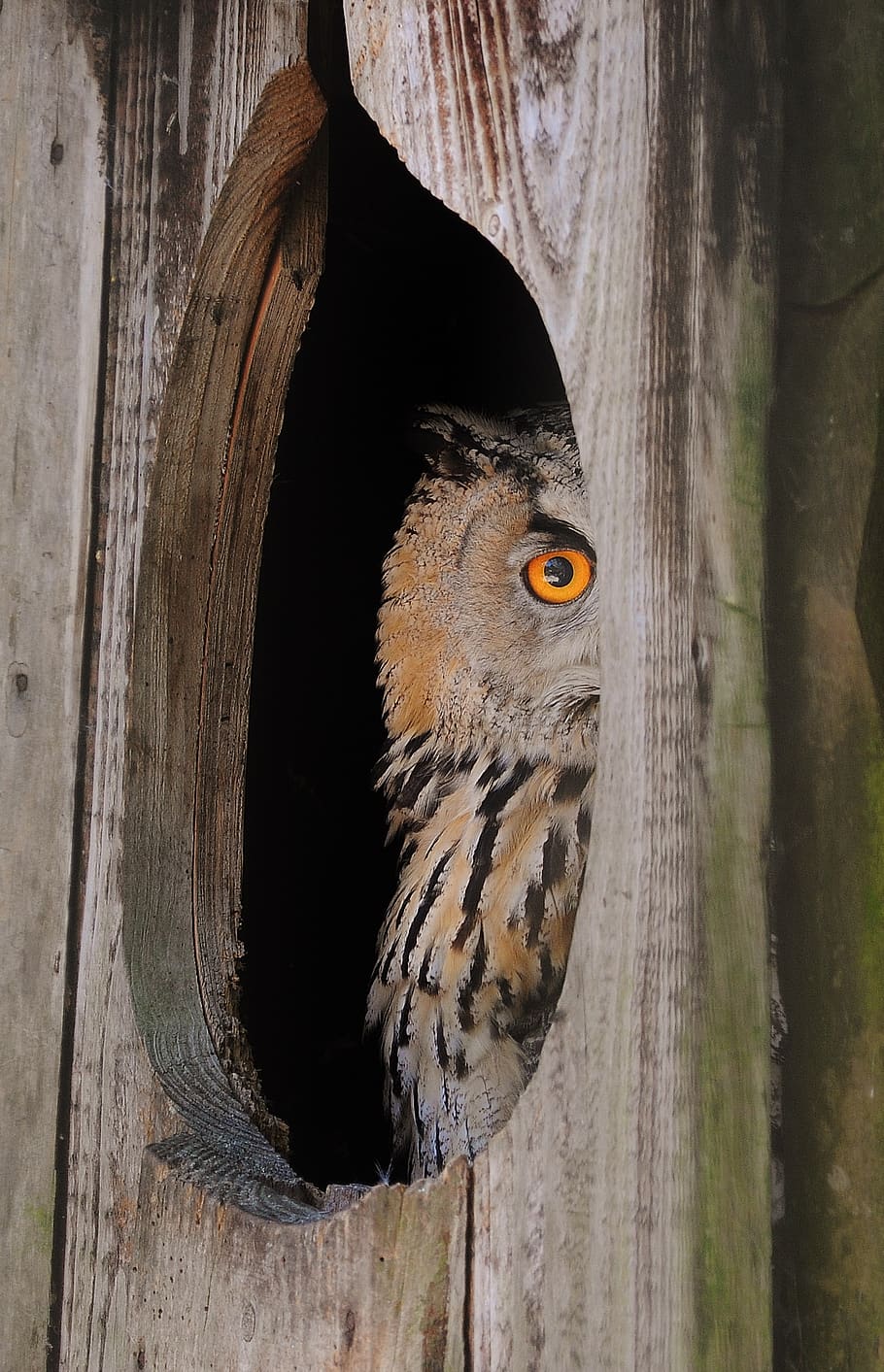 Brown and Black Owl, animal, animal themes, one animal, vertebrate HD wallpaper