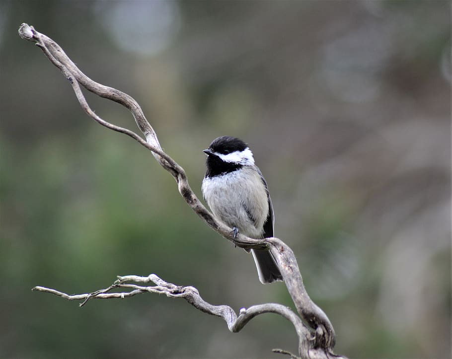 Белая птичка с ошейником. Bird Black and White.