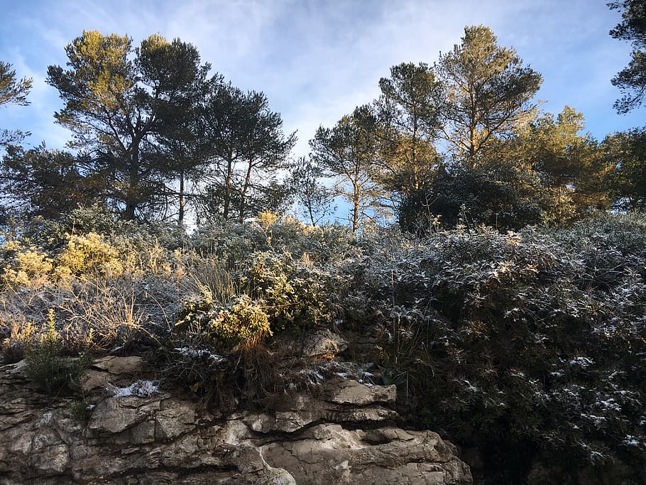 trees on rock, plant, nature, outdoors, fir, abies, spain, carrer serral llarg HD wallpaper