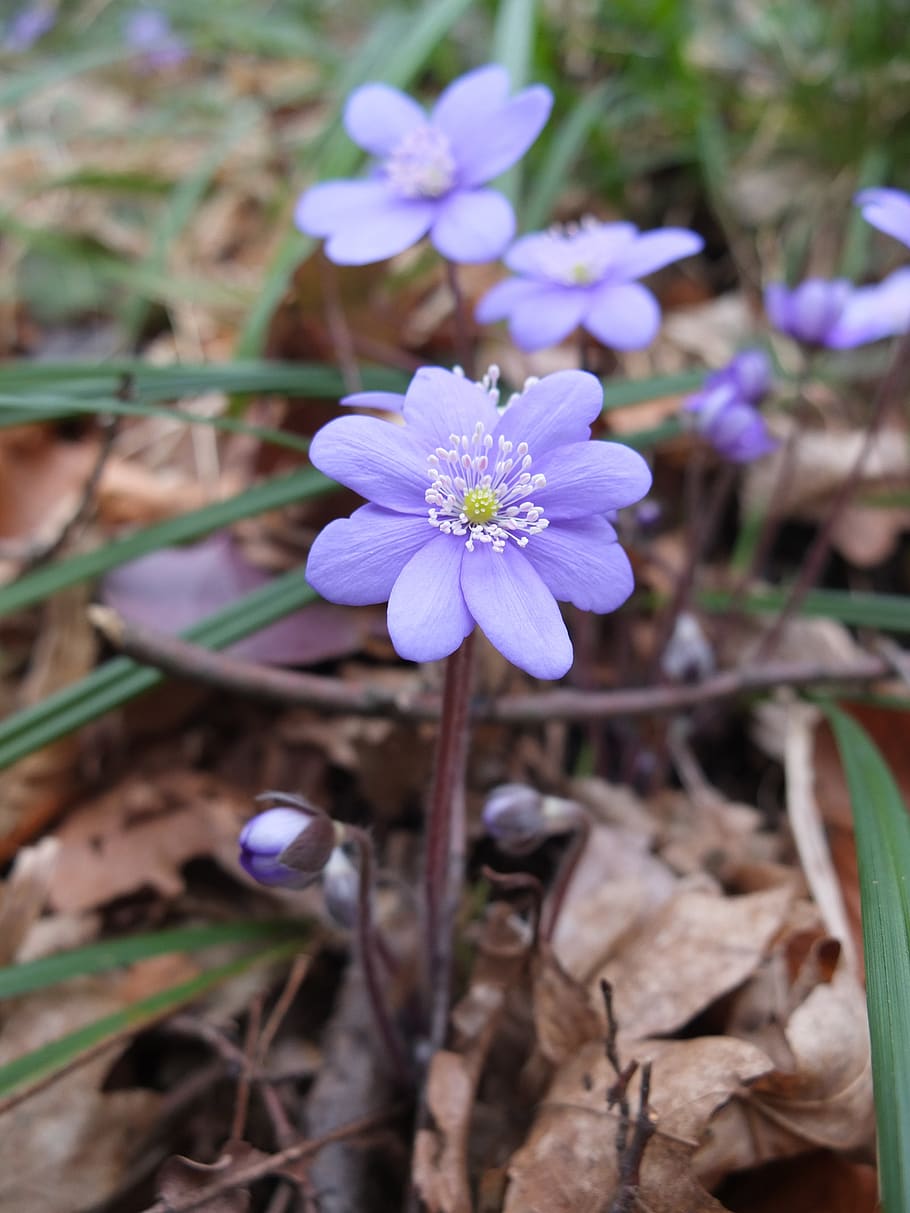 hepatica, spring, flower, nature, purple, bloom, forest, violet HD wallpaper
