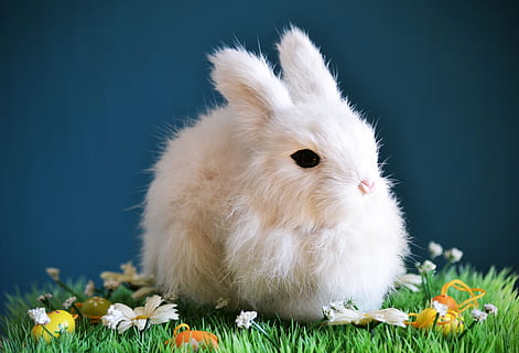 cute, rabbit, small, easter, spring, white, knuffig, fur, hare HD wallpaper