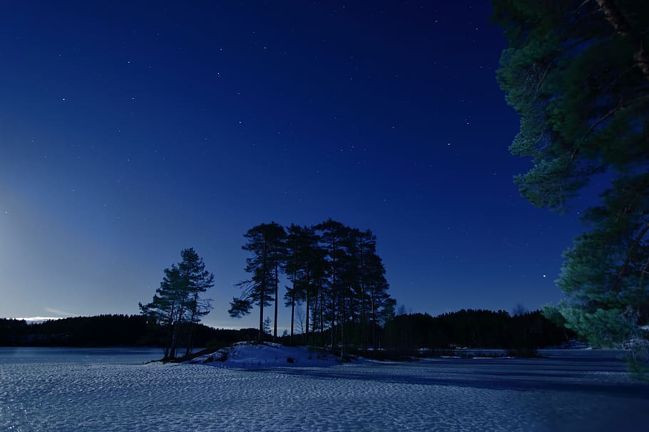 pine trees under blue sky, nature, outdoors, astronomy, universe HD wallpaper