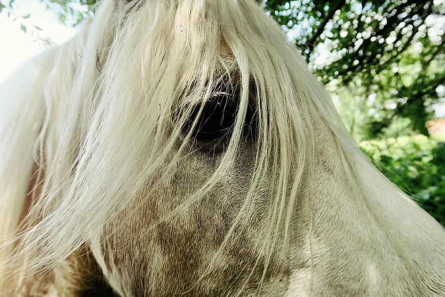 white horse head, eye, mane, outdoor, green, bokeh, close up HD wallpaper