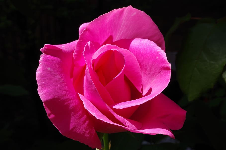 flower, rosa, flowering plant, petal, vulnerability, beauty in nature HD wallpaper