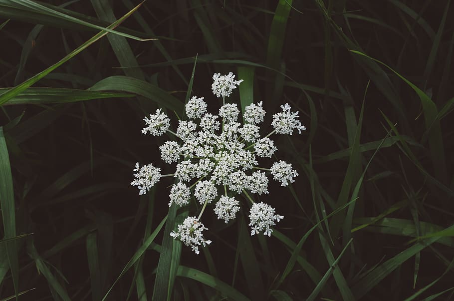 queen anne, lace, flower, weed, field, grass, dark, white, bloom