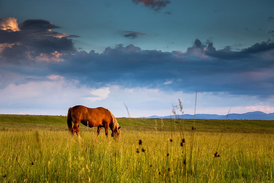 horse, sunset, cloud, sky, orange, nature, grass, green, brown HD wallpaper