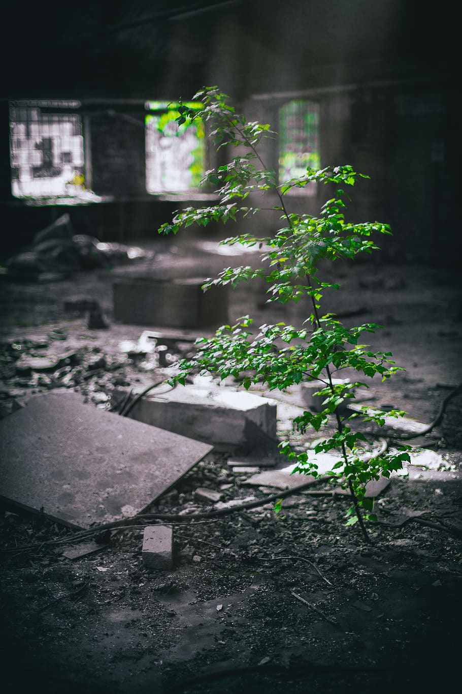 spremberg, germany, lost place, dark, lost places, green, plant, HD wallpaper