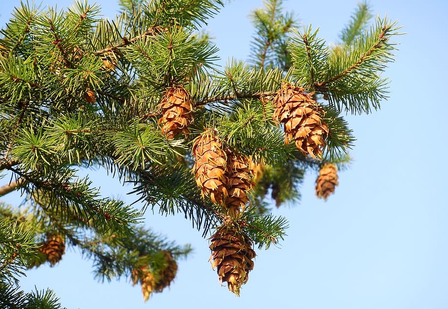 tree, cones, autumn, conifer, branch, plant, growth, low angle view HD wallpaper