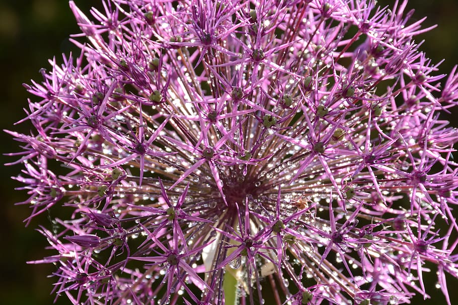 HD wallpaper: garlic, purple, flower, sphere, garden, garden plant