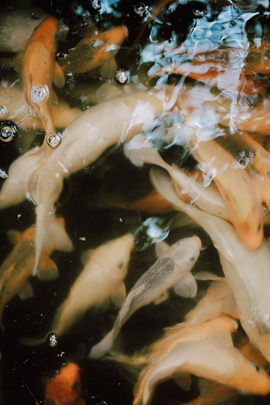 water, aquatic, plant, fish, koi, animal, food, fishes, swimming HD wallpaper