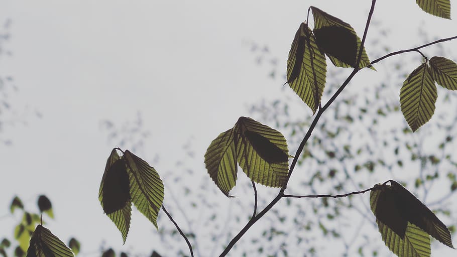 plant, low angle view, leaf, focus on foreground, growth, nature HD wallpaper