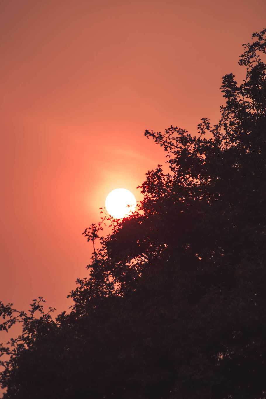 fireball, sun, smoke, tree, red, sky, burning, silhouette, plant HD wallpaper