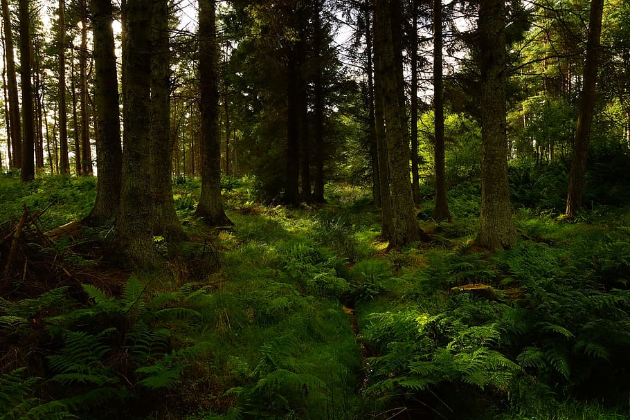 Photography of Green Forest, conifer, dawn, daylight, environment HD wallpaper