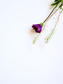 write, white space, flatlay, business, feminine, pink, simple HD wallpaper