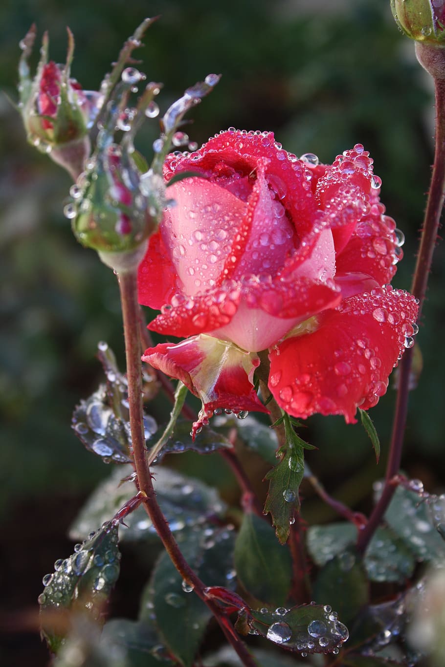 roses, rain, bloom, flower, wet, summer, red, nature, blossom, HD wallpaper