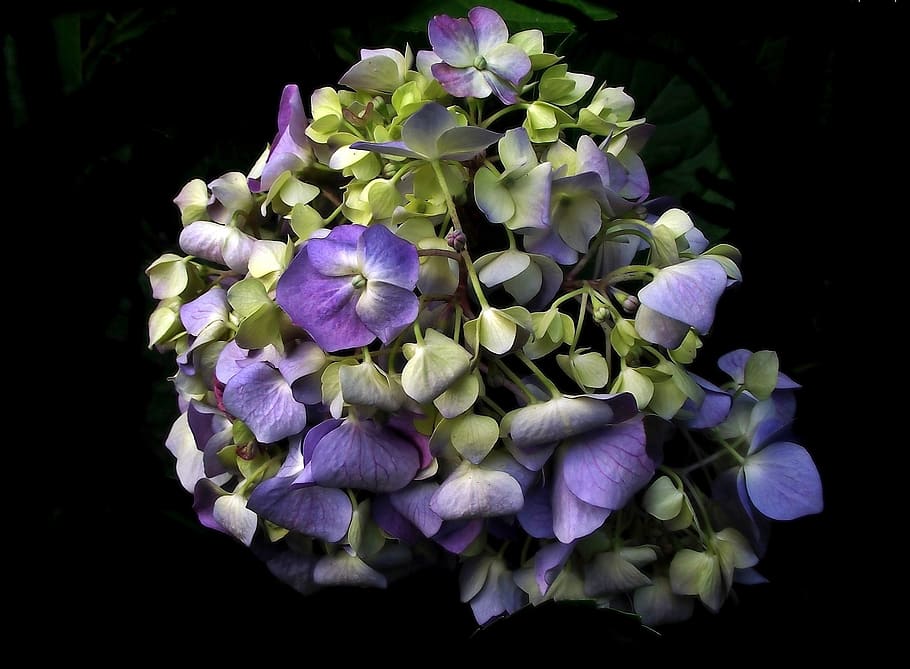 flower, hydrangea, plant, garden, nature, summer, closeup, flowering plant HD wallpaper