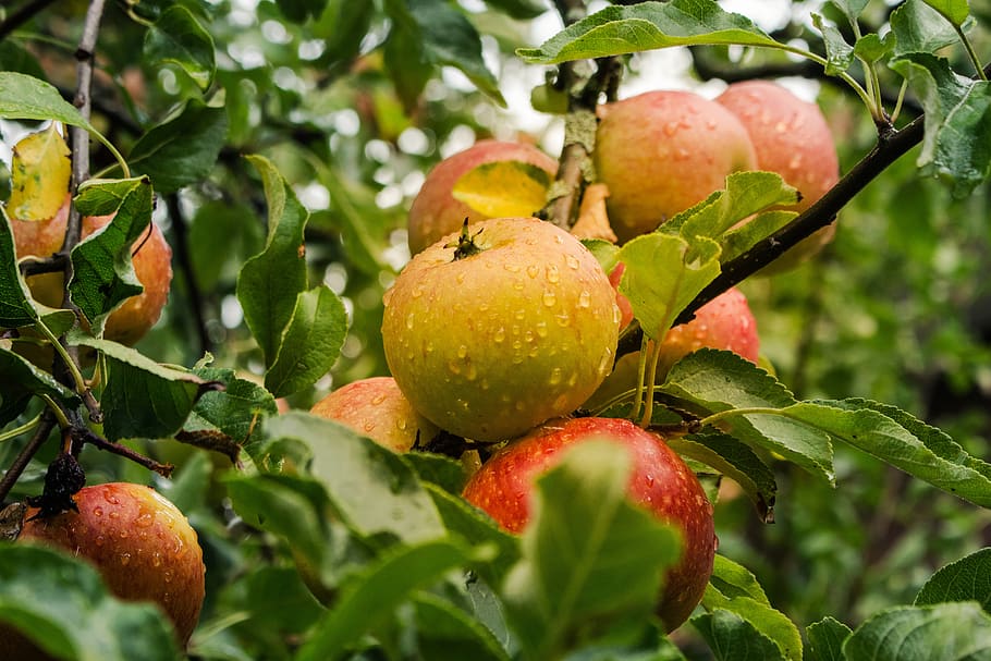 apple, fruit, harvest, ripe, food, fresh, healthy, garden, vitamins HD wallpaper