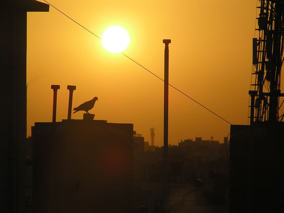 sunset, cityscape, bird, darkness, architecture, built structure HD wallpaper